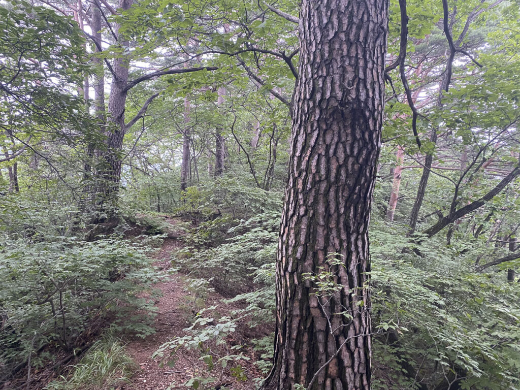 Guided hikes in South Korea