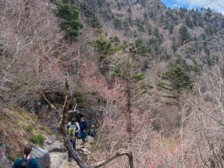 In many ways it was a resounding hike. Thirteen hours from the lower car park and back. Jirisan is a steep course. The hike up to Cheonwangbong (1915m) is 1300m in only 5km. This was a good reminder for my two American guests. I find it hard to determine the exact time it will take to do the loop course. 8-12hrs. Big variance. 
It was a pearler of a day. The weather was stunning. Spring greens and a heaven blue sky. A cool zephyr. At the summit area it was windier and colder. Even in the afternoon, hoar frost 상고대 stuck horizontally from trees and remained in the cracks of rocks. 
The only thing open by the time we get back to the dark, still carpark was the GS25. It had a low-lit hall with a black backdrop. A few misfit night hikers sat at some the tables. We cooked our noodles at the hot water dispenser, threw in some soft boiled eggs, cheese, took a table and washed it down with cold beer. Fantastic achievement for them two. Strong memories of Korea from this. They never shirked for a moment. Chur.